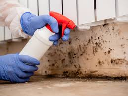 Best Mold Damage Restoration  in San Felipe, TX